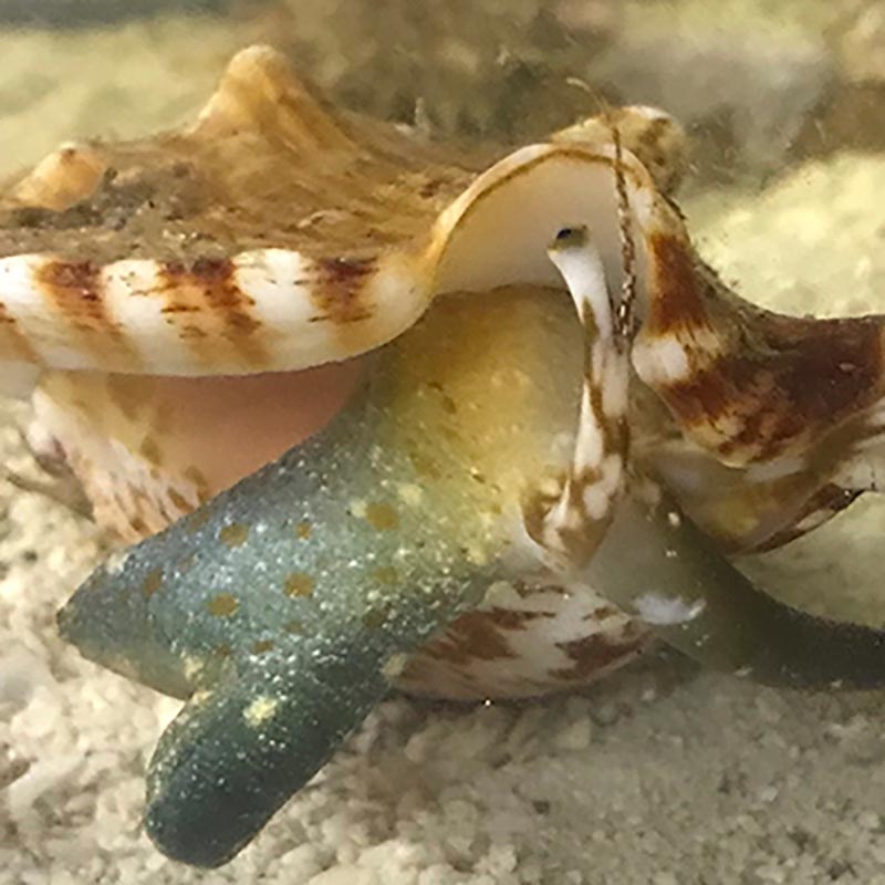 TopSeaShells
